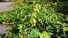Blühender Hopfen an der Albtalstraße: wirkt beruhigend.