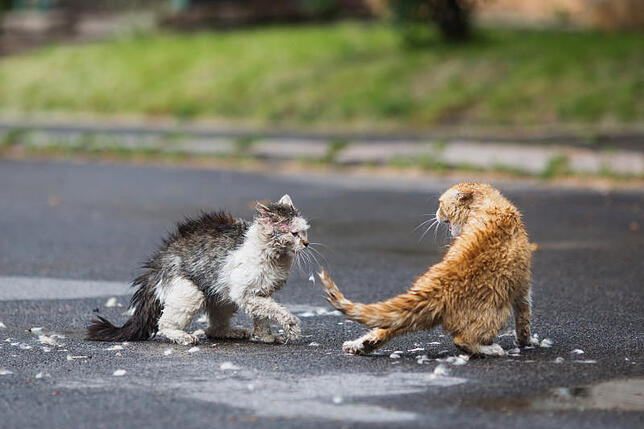 Nass sind Katzen gar nicht gerne. Kein Wunder, dass sich diese zwei böse anfauchen.