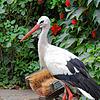 Peter, Storch am Affenberg, wurde 39 Jahre alt.