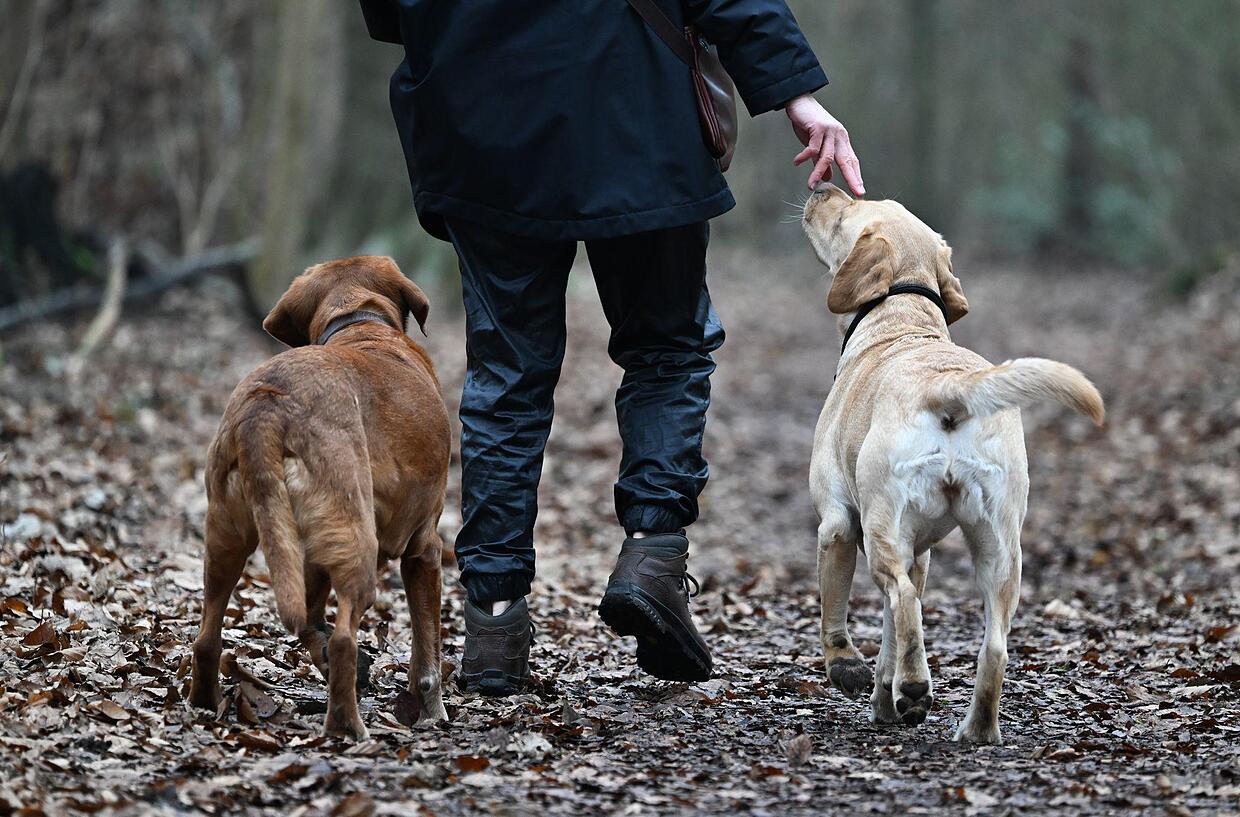 Ab Wann Muss Man Hundesteuer Zahlen Hundesteuer 2025: Wie hoch ist sie und wer muss sie zahlen? | SÜDKURIER