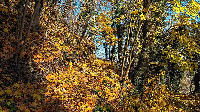 Singen hat vergleichsweise wenig Waldflächen. Diese im Sinne der Ökologie und zur Naherholung zu erhalten, ist ein vorrangiges Ziel. ...
