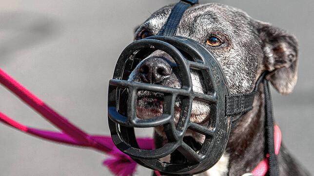 (Symbolbild) Der hier abgebildete American Staffordshire Terrier wird als Kampfhund eingestuft. Der Steißlinger Gemeinderat hat nun die ...