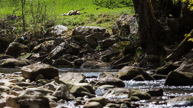 30.04.2018, Baden-Württemberg, Bad Wildbad: Ein totes Schaf liegt auf einer Wiese nahe dem Bach "Große Enz"