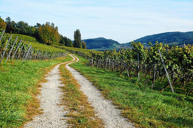 Wie es sich gehört, führt ein Rebenrundweg mitten durch den Weinberg. Hier sind mehrere Infotafeln mit Wissenswertem zu Weingut, ...