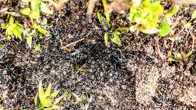Ameisen der Art Tapinoma magnum auf einer Fläche in der badischen Stadt Kehl. Im Kampf gegen die invasive Ameisenart läutet die Stadt ...