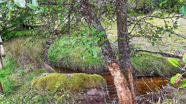 Der Schutzzaun hält den Biber nicht davon ab, am Stamm zu nagen. Foto: Dieckmann