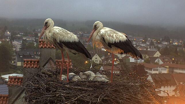 Am Montagabend liegen vier töte Küken im Nest. Die Storcheneltern trauern.
