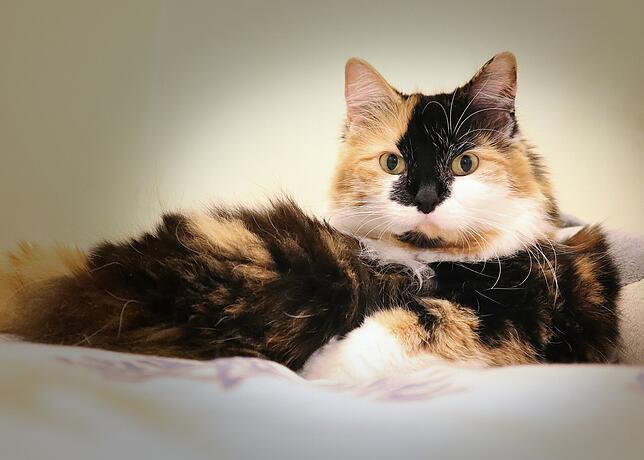Manx-Katze