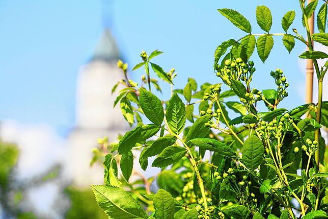 Die Rose &bdquo;Perennial Rosali&ldquo; ist noch nicht in der Blüte, man kann aber schon erkennen, dass sie sehr viele Blüten haben wird ...