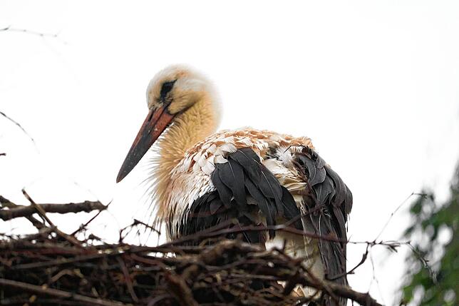 Der SÜDKURIER-Storch &bdquo;Sunny&ldquo; kurz nach der Besenderung. Hier sieht man auf dem Rücken die Antennen sowie einen Teil des Senders.
