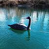 Ein schwarzer Schwan aus Plastik auf dem Schlosssee in Salem. Am Samstag wurde die Polizei alarmiert, weil jemand dachte, es handle sich ...