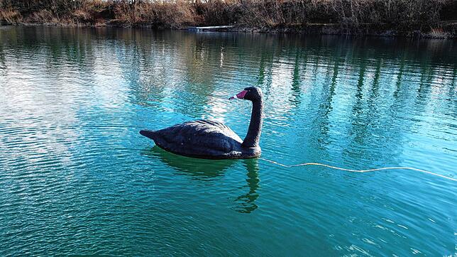 Ein schwarzer Schwan aus Plastik auf dem Schlosssee in Salem. Am Samstag wurde die Polizei alarmiert, weil jemand dachte, es handle sich ...