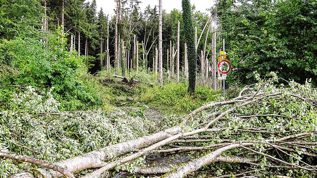 Zahlreiche Bäume sind abgeknickt oder umgefallen: Das Unwetter hat in Radolfzell (hier Liggeringen) große Schäden hinterlassen.