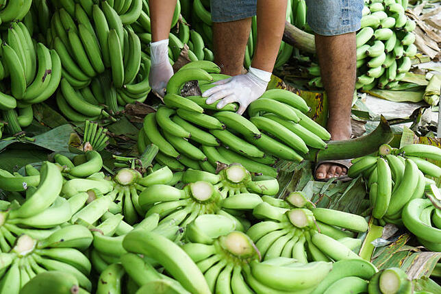 Auf den Plantagen in Übersee werden die Bananen in grünem Zustand geerntet. Erst in den Bananenreifereien Europas wird die Schale gelb.