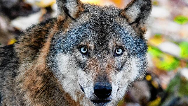 War es ein Wolf? In Bernau gibt es innerhalb von 14 Tagen nun schon den fünften Wolfsverdacht.