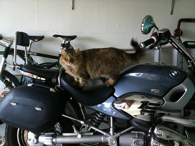 Der sibirische Kater Azim nimmt auch gerne einmal auf dem Motorrad Platz.