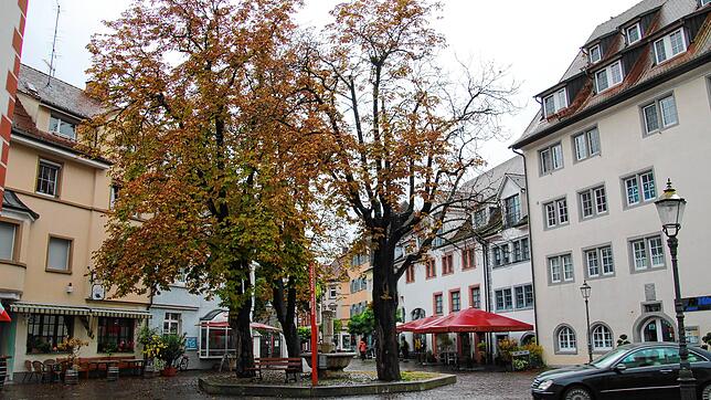 Die Bäume und deren Fundament am Forsteibrunnen sollen saniert und ausgetauscht werden, gleichzeitig sollen dann neue Sitzgelegenheiten ...