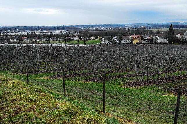 Aussicht von der Tettnanger Hermannstraße in Richtung Bodensee. Auch hier möchte sich Thorsten Gaißer für den Erhalt von Obstbäumen ...