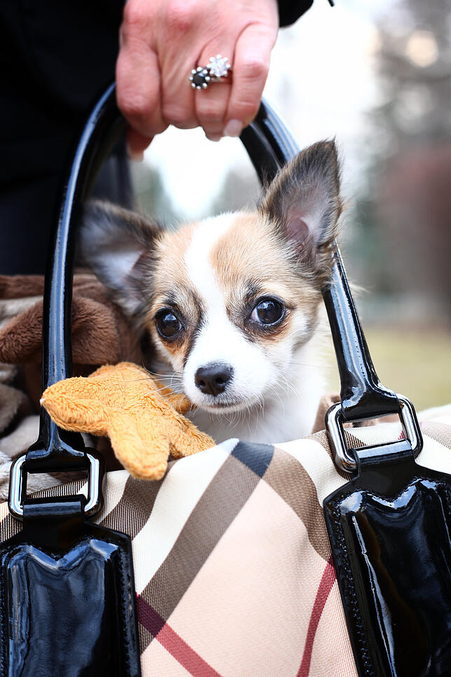 Tiergerecht? Ein kleiner Hund in einer Designer-Tasche.