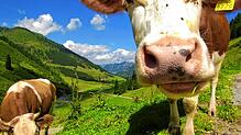 Eine neugierige Kuh nähert sich auf einer Alm dem Fotografen. Doch Vorsicht: Die Tiere können unter Umständen aggressiv reagieren.
