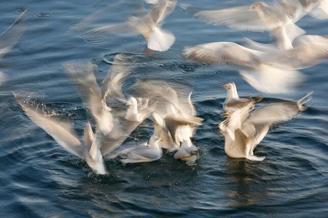 Bild 2: Sag' mir, wo die Möwen sind: Während heimische Vögel am Bodensee immer seltener zu sehen sind, nimmt die Anzahl der eingeflogenen Tiere zu