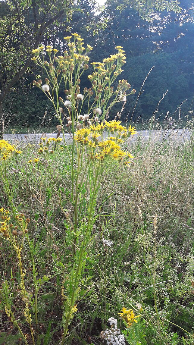Merkmale des Jakobskreuzkrauts (oder Jakobsgreiskraut):Blüten: Die gelben Blütenköpfe des Korbblütlers haben wenige &ndash; häufig 13 ...
