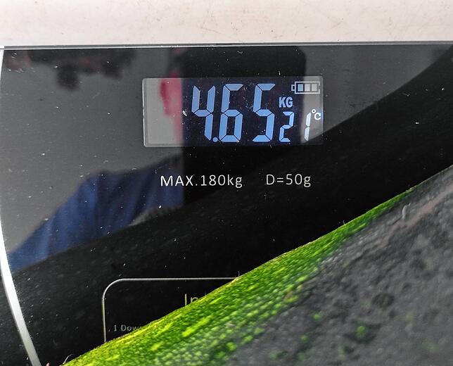 Der Blick auf die Waage beweist: Diese Zucchini wiegt so einiges.