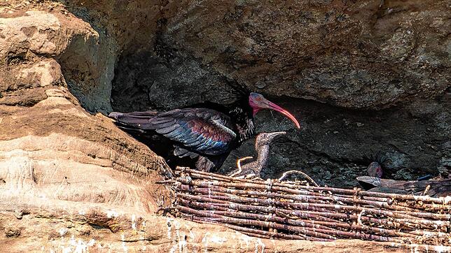 Sind die süß: Zum ersten Mal haben Waldrappe im Katharinenfelsen in Überlingen gebrütet. Nun gibt es die ersten Bilder vom Nachwuchs.