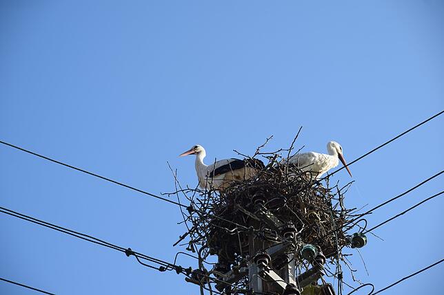 Bild 6: Premiere in Bodman: Störche bauen ein Nest auf einem Strommast
