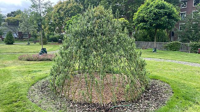 Das lebendige Weidentipi wächst und bietet Kindern einen grünen Rückzugsort im Garten.