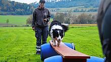 Vorsichtig balaciert der Border Colli über das Brett. Yvette Feulner leitet die Rettungshundestaffel des Roten Kreuzes in Bad Säckingen.