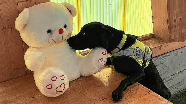 Schnüffel Schnüffel: Gino war gleich klar, dass mit diesem süßen Teddy etwas nicht stimmt.