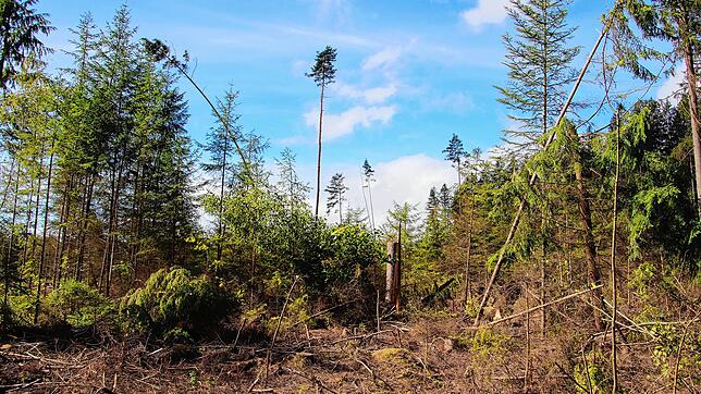 Umgestürzte Bäume, abgebrochene Stämme und abgeknickte Äste im Germanswald bei Villingen. Noch immer sind nicht alle Sturmschäden ...