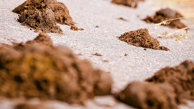 Schöne Bescherung: Pferdemist auf Wald-und Gehwegen kann für Fußgänger und Radfahrer zur Stolperfalle werden.