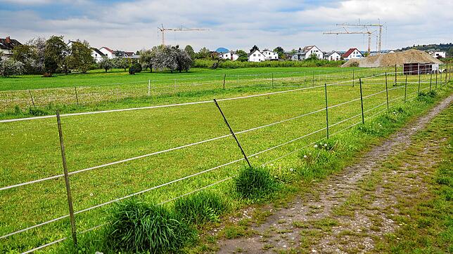 Bisher noch idyllische Wiese – in Zukunft jedoch Baufläche. Das Baugebiet Hübschäcker im Ortsteil Böhringen.