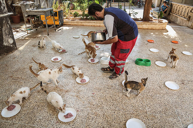 Guten Hunger: Inzwischen leben über 200 Katzen in Mohammed Alaa al-Jaleels Obhut. Er und seine Helfer kümmern sich aber auch um Hunde ...