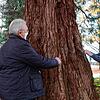 Fast exakt fünf Meter beträgt der Stammumfang dieses Mammutbaumes im Rauensteinpark, den Hartmut Walter vom Überlinger Naturschutzbund ...