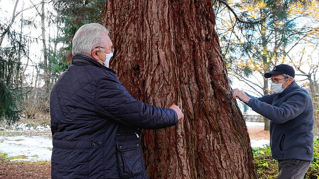 Fast exakt fünf Meter beträgt der Stammumfang dieses Mammutbaumes im Rauensteinpark, den Hartmut Walter vom Überlinger Naturschutzbund ...