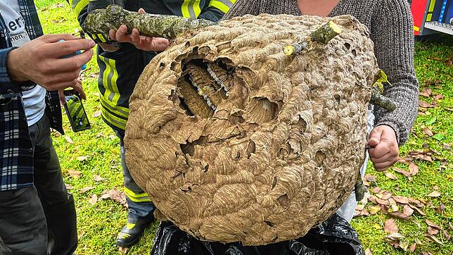 Ein Koloss: So sieht das Nest der Asiatischen Hornissen aus der Nähe aus. Es wurde mitsamt eines Teils des Astes, an dem es hing, entfernt.