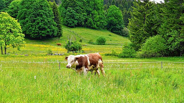 Tassilo, der Hinterwälder Bulle des Schwarzwaldvereins Bonndorf, erlebt an diesem Samstag den Almabtrieb. Von der Sommerweide bei ...