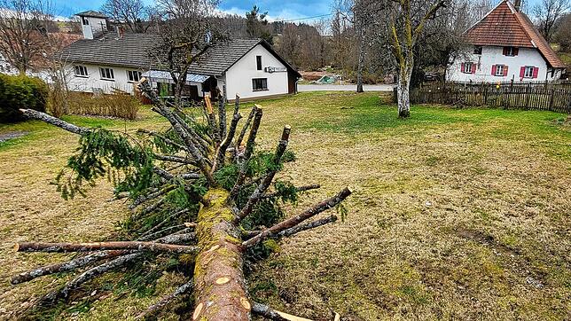 Aus der umgesägten Douglasie sollen auf der Wiese neben dem Klausenhof in Großherrischwand eine Murmelbahn und ein Spielhaus entstehen.