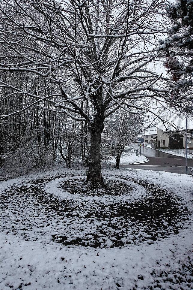 Mystisch: Eine Linde in Niederwihl, Görwihl, mit Schneeringen.