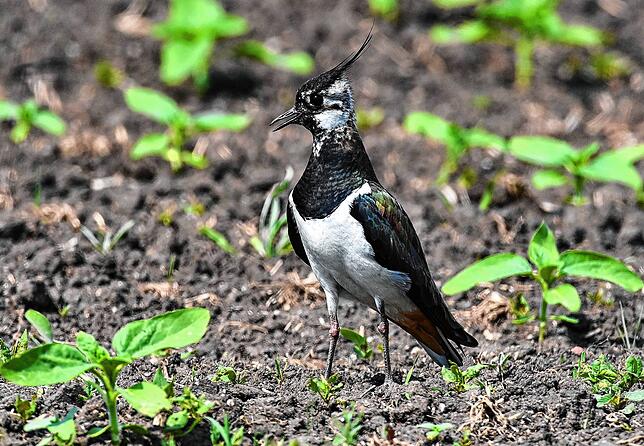 Ein Kiebitz (Vanellus vanellus) steht im Mai 2022 auf einem Feld in Brandenburg (Symbolbild).