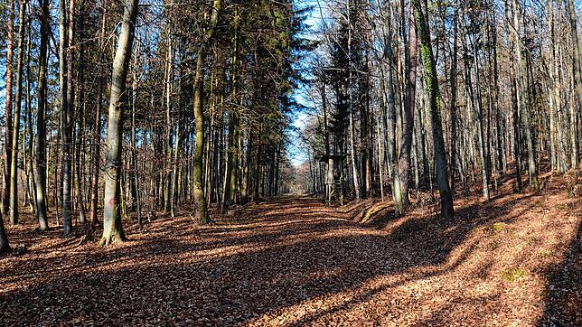 Dieses Bild entstand im Januar 2020 bei einem Rundgang mit Vertretern von BUND und Nabu im Weingartenwald. Die B&nbsp;31-neu soll ...