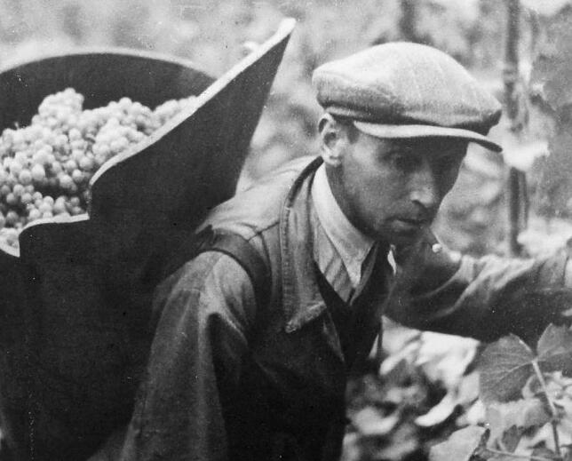 Pater Leo Kruck bei der Arbeit im Weinberg. Er rettete das Leben von 22 Sippenhäftlingen der Nazis. Bild: Archiv Hersberg