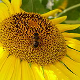 Reichlich Futter finden Hummeln und Bienen an den leuchtenden Sonnenblumen.