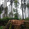 Stürme haben in diesem Wald bei Bonndorf die Zahl der Bäume stark dezimiert. Damit der Borkenkäfer keine Brutstätten findet, müssen die ...