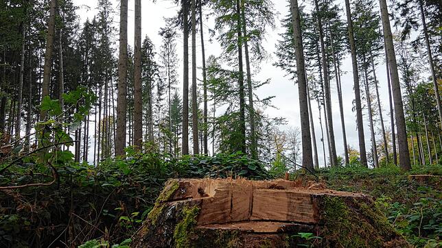Stürme haben in diesem Wald bei Bonndorf die Zahl der Bäume stark dezimiert. Damit der Borkenkäfer keine Brutstätten findet, müssen die ...