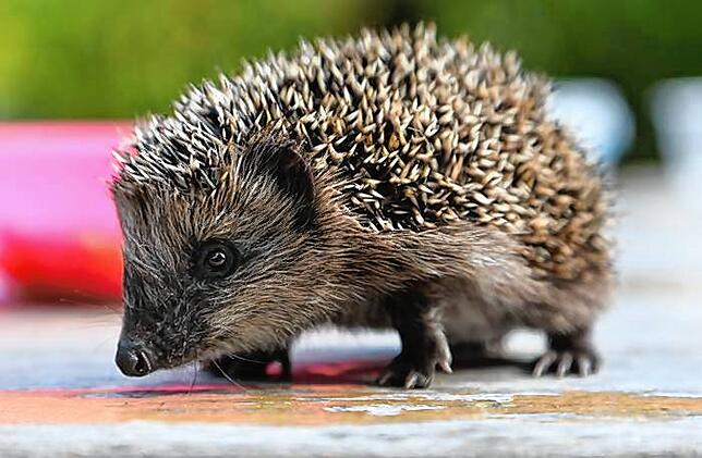 Weniger zum Kuscheln geeignet ist der Igel. Das macht ihn aber nicht weniger niedlich.