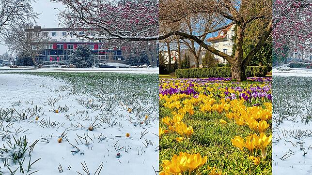 Noch vor wenigen Tagen strahlten im Donaueschinger Karlsgarten Krokusse im Sonnenlicht um die Wette. Am Samstag kam der Winter zurück.